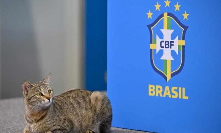 Brasile lancio del gatto 