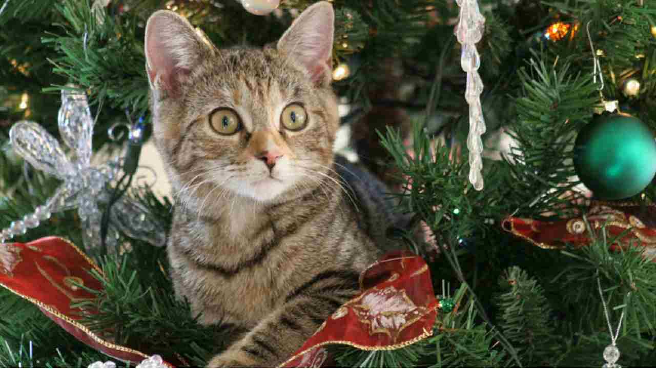 Albero di Natale: ecco come proteggerlo dai gatti